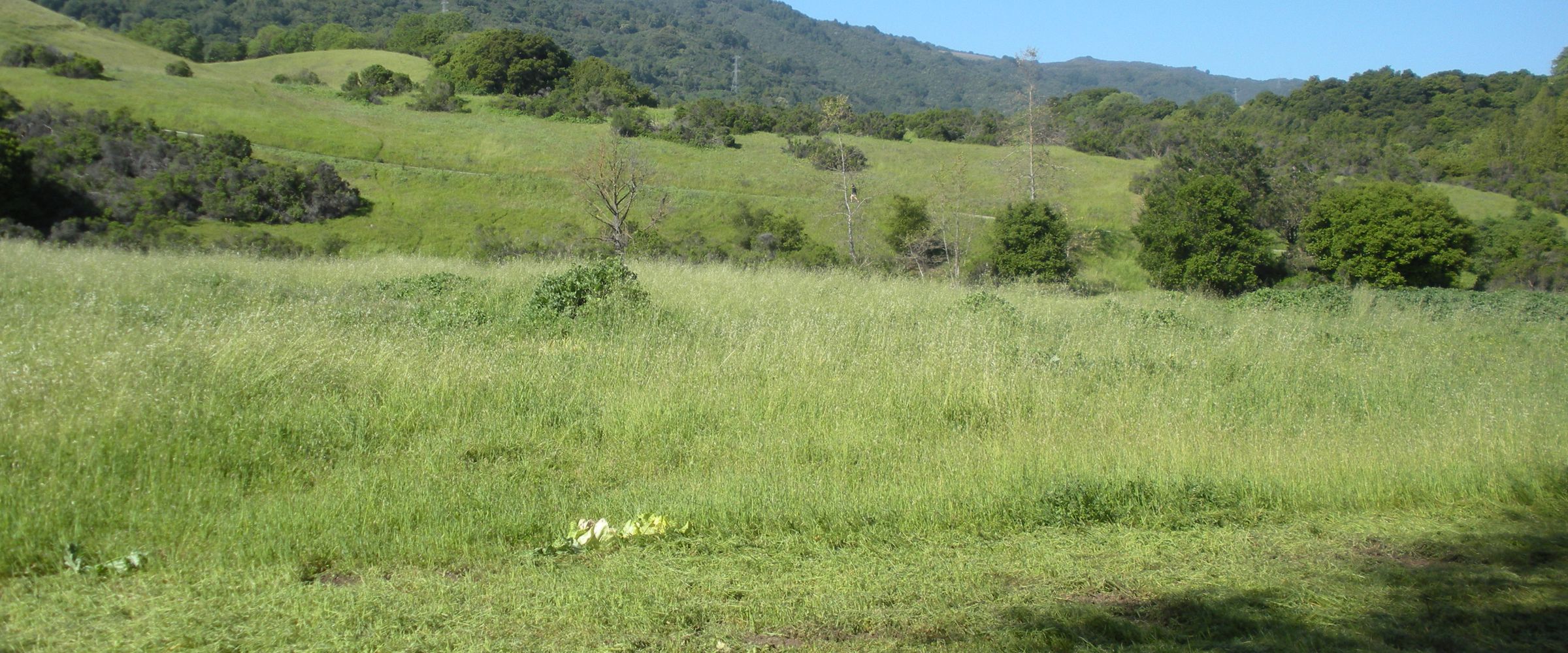 Spring meadow below the Santa Cruz Mountains, Rancho San Antonio County Park, Cupertino