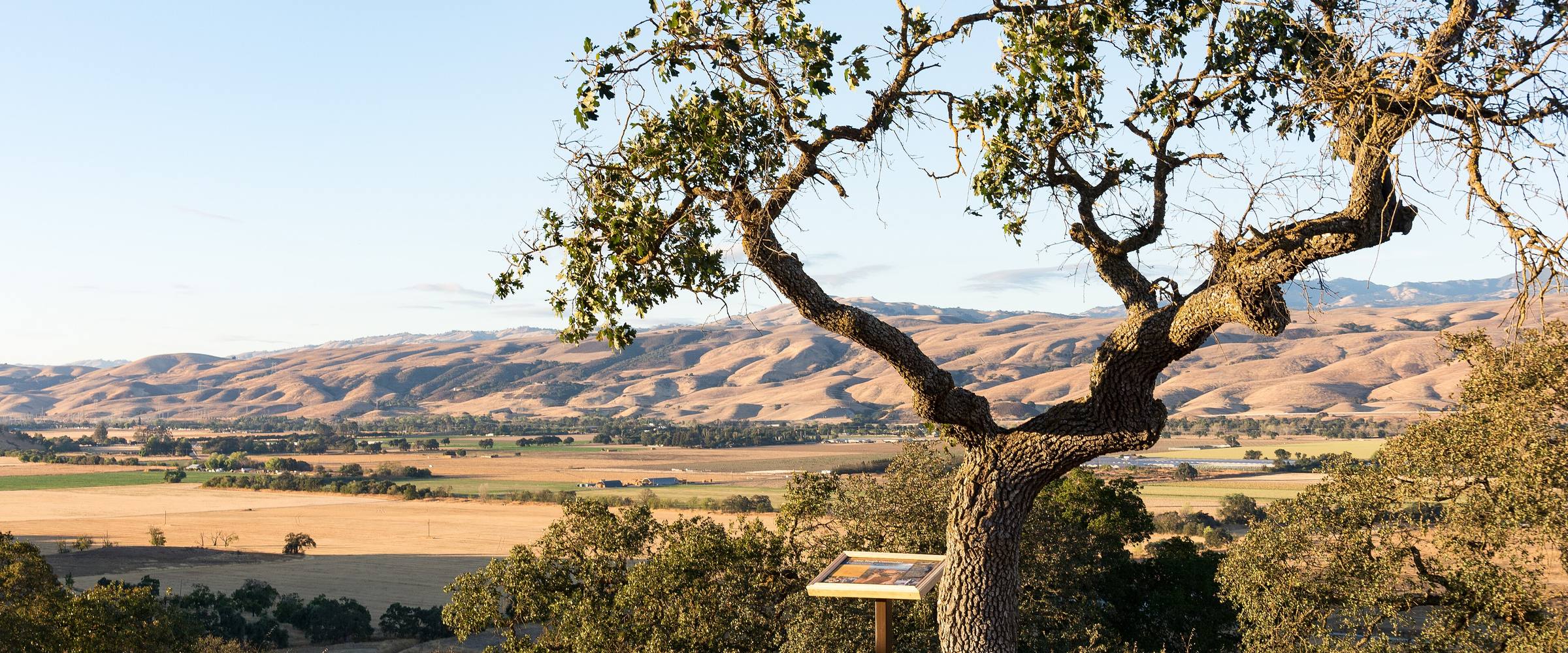 Valley oak above the Santa Clara Valley, Arrowhead Loop Trail, Santa Teresa County Park, San José