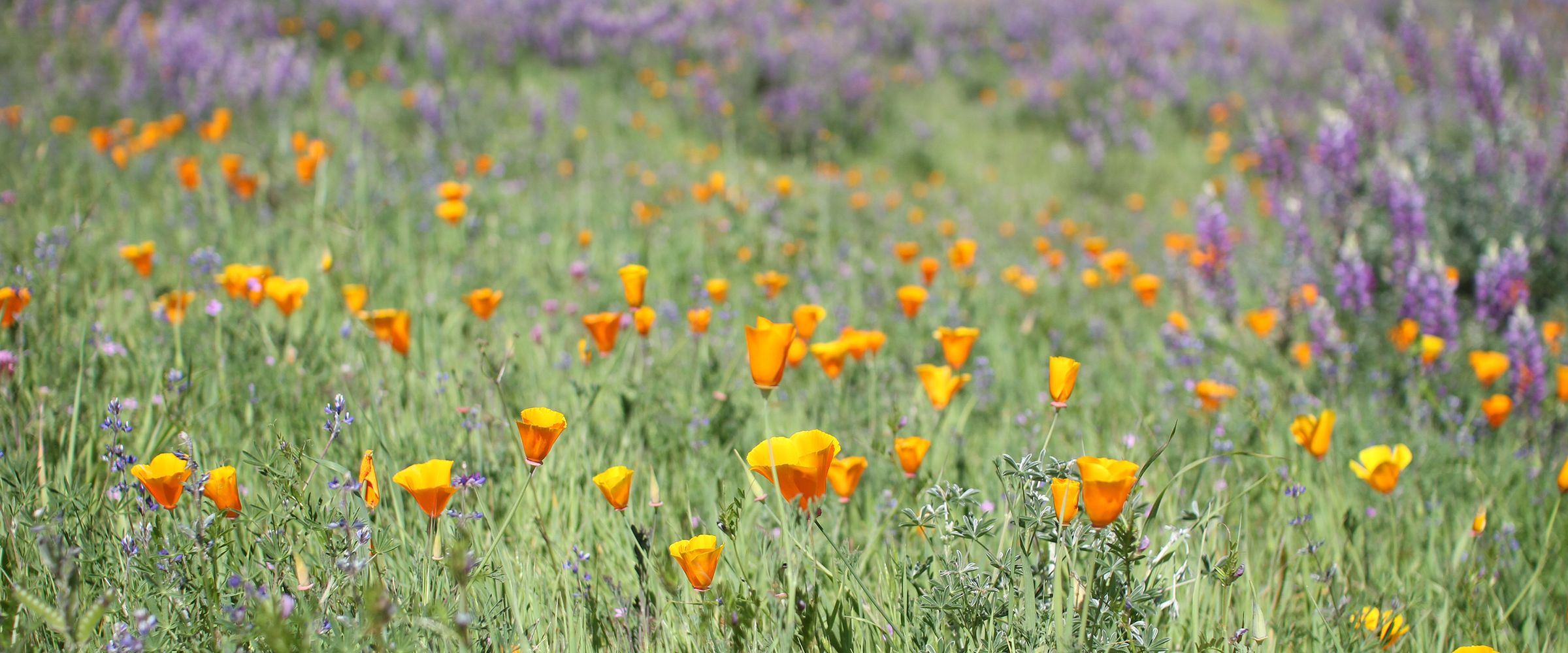 California poppies and lupines in spring, Sunol