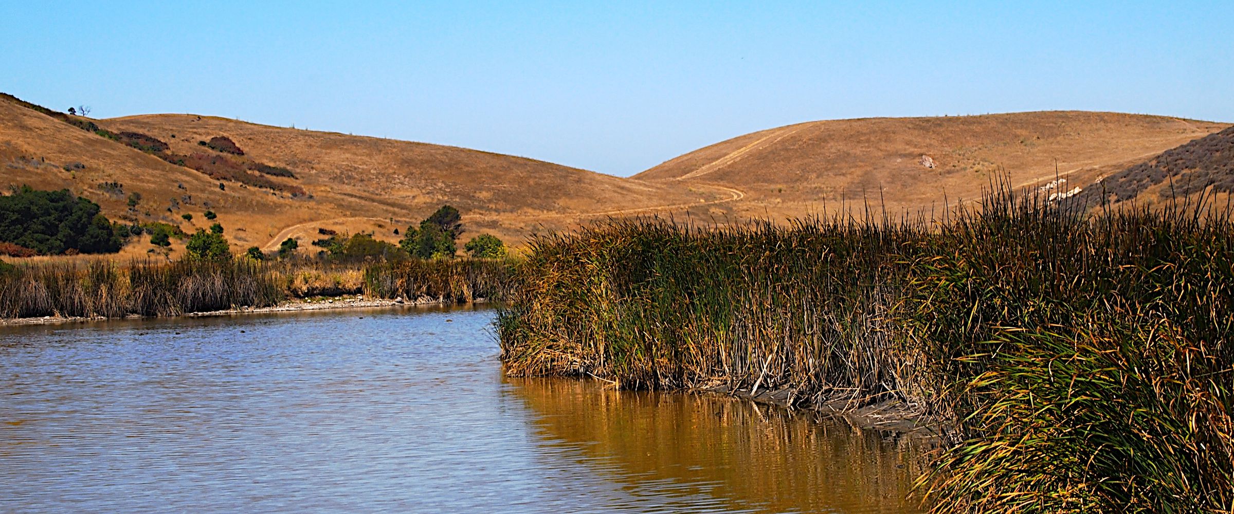 Tule marsh and golden hills at Coyote Hills Regional Park, Fremont, home to ancestral Ohlone shell mounds