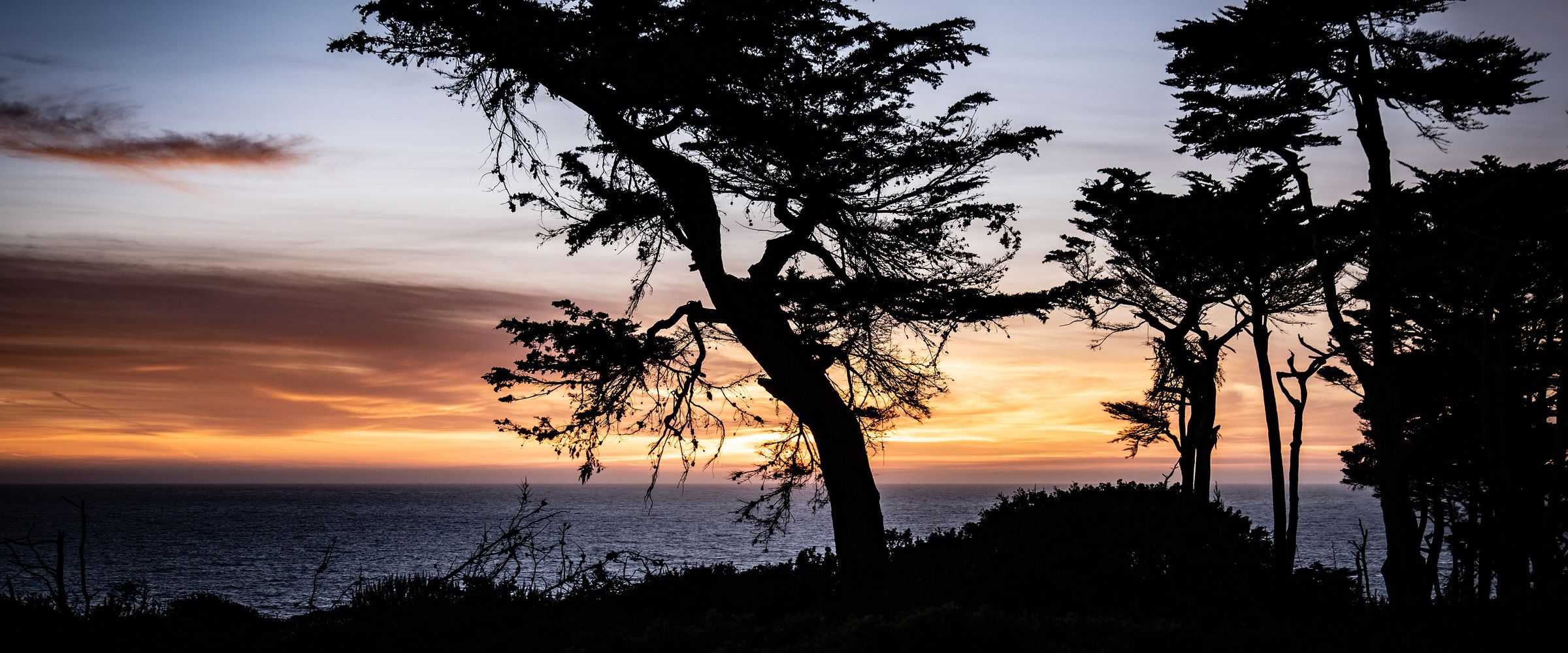 Cypress trees at sunset, Lands End, San Francisco